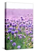 Lush Blooming Chives Field-cmfotoworks-Stretched Canvas