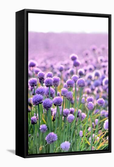 Lush Blooming Chives Field-cmfotoworks-Framed Stretched Canvas