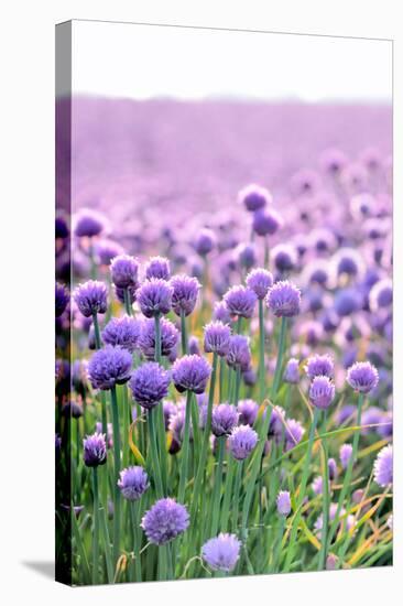 Lush Blooming Chives Field-cmfotoworks-Stretched Canvas