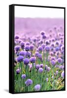 Lush Blooming Chives Field-cmfotoworks-Framed Stretched Canvas