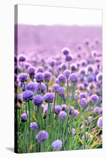 Lush Blooming Chives Field-cmfotoworks-Stretched Canvas