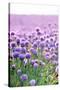 Lush Blooming Chives Field-cmfotoworks-Stretched Canvas