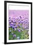 Lush Blooming Chives Field-cmfotoworks-Framed Premium Photographic Print