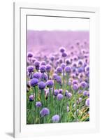 Lush Blooming Chives Field-cmfotoworks-Framed Photographic Print