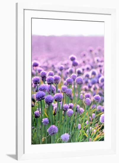 Lush Blooming Chives Field-cmfotoworks-Framed Photographic Print