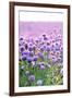 Lush Blooming Chives Field-cmfotoworks-Framed Photographic Print