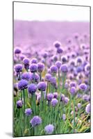 Lush Blooming Chives Field-cmfotoworks-Mounted Photographic Print