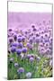 Lush Blooming Chives Field-cmfotoworks-Mounted Photographic Print