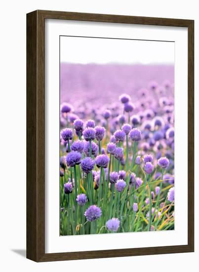 Lush Blooming Chives Field-cmfotoworks-Framed Photographic Print