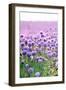 Lush Blooming Chives Field-cmfotoworks-Framed Photographic Print