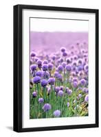 Lush Blooming Chives Field-cmfotoworks-Framed Photographic Print