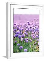 Lush Blooming Chives Field-cmfotoworks-Framed Photographic Print