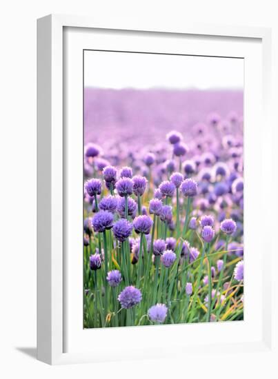 Lush Blooming Chives Field-cmfotoworks-Framed Photographic Print