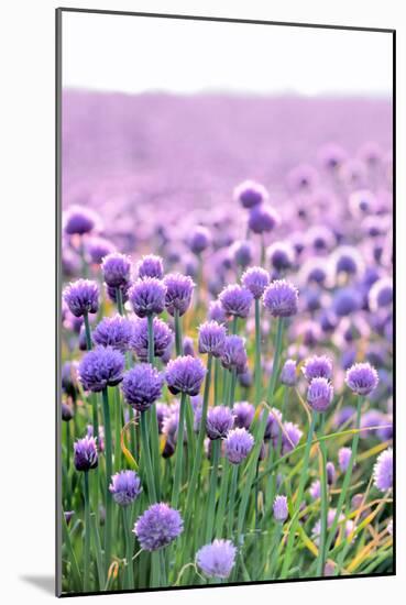 Lush Blooming Chives Field-cmfotoworks-Mounted Photographic Print