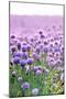 Lush Blooming Chives Field-cmfotoworks-Mounted Photographic Print