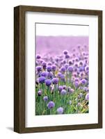 Lush Blooming Chives Field-cmfotoworks-Framed Photographic Print