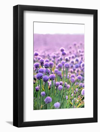 Lush Blooming Chives Field-cmfotoworks-Framed Photographic Print