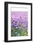 Lush Blooming Chives Field-cmfotoworks-Framed Photographic Print