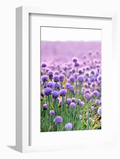 Lush Blooming Chives Field-cmfotoworks-Framed Photographic Print