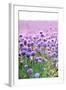 Lush Blooming Chives Field-cmfotoworks-Framed Photographic Print