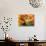 Lush Blossom Tree-Natasha Wescoat-Giclee Print displayed on a wall