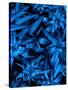 Lush Blue Lilies-Ruth Palmer-Stretched Canvas