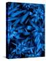 Lush Blue Lilies-Ruth Palmer-Stretched Canvas