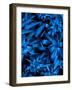 Lush Blue Lilies-Ruth Palmer-Framed Art Print