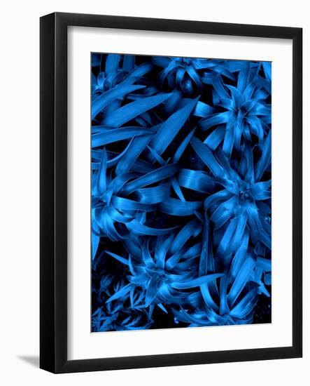 Lush Blue Lilies-Ruth Palmer-Framed Art Print