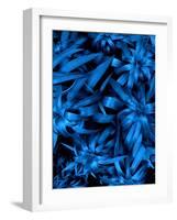 Lush Blue Lilies-Ruth Palmer-Framed Art Print