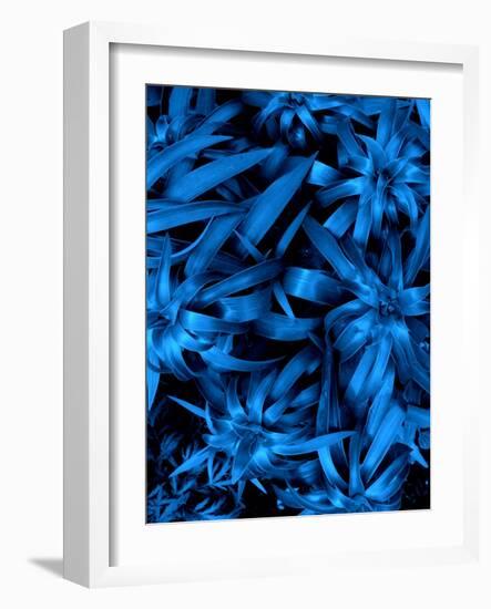 Lush Blue Lilies-Ruth Palmer-Framed Art Print