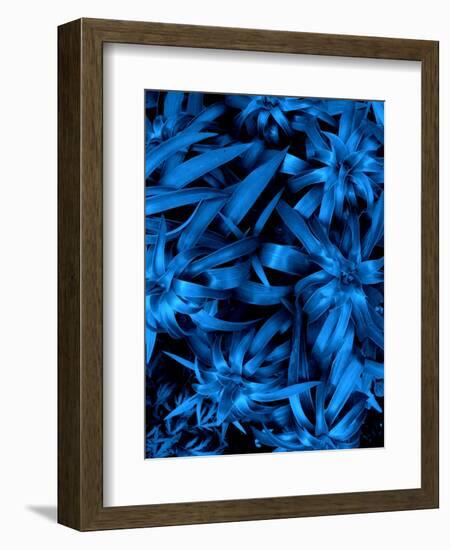 Lush Blue Lilies-Ruth Palmer-Framed Art Print