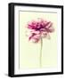 Lush Botanical I-Judy Stalus-Framed Photographic Print