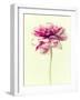 Lush Botanical I-Judy Stalus-Framed Photographic Print