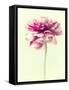 Lush Botanical I-Judy Stalus-Framed Stretched Canvas