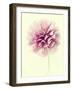 Lush Botanical III-Judy Stalus-Framed Photographic Print