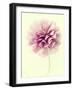 Lush Botanical III-Judy Stalus-Framed Photographic Print