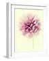 Lush Botanical III-Judy Stalus-Framed Photographic Print