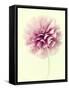 Lush Botanical III-Judy Stalus-Framed Stretched Canvas