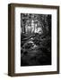 Lush Creek in Forest BW-Debra Van Swearingen-Framed Photographic Print