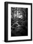 Lush Creek in Forest BW-Debra Van Swearingen-Framed Photographic Print