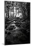 Lush Creek in Forest BW-Debra Van Swearingen-Mounted Photographic Print