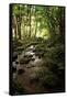 Lush Creek in Forest-Debra Van Swearingen-Framed Stretched Canvas