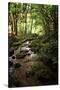 Lush Creek in Forest-Debra Van Swearingen-Stretched Canvas