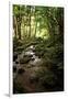 Lush Creek in Forest-Debra Van Swearingen-Framed Photographic Print