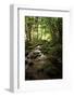 Lush Creek in Forest-Debra Van Swearingen-Framed Photographic Print