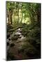 Lush Creek in Forest-Debra Van Swearingen-Mounted Photographic Print