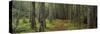 Lush Forest, Acadia National Park, Maine-null-Stretched Canvas