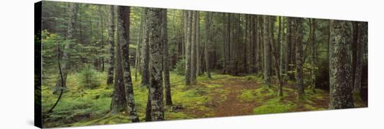 Lush Forest, Acadia National Park, Maine-null-Stretched Canvas