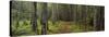 Lush Forest, Acadia National Park, Maine-null-Stretched Canvas